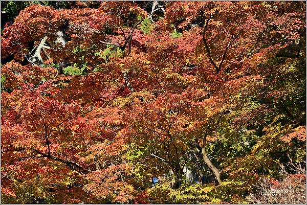 愛知縣豐田市香嵐溪-2023-11-20-44.jpg