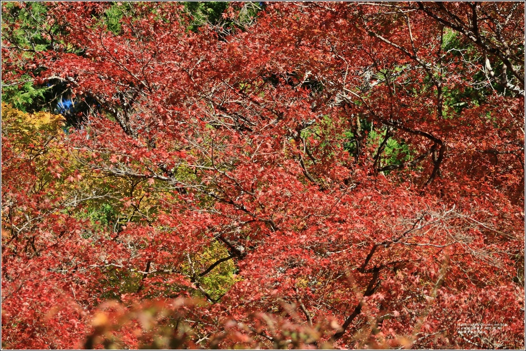 愛知縣豐田市香嵐溪-2023-11-20-45.jpg