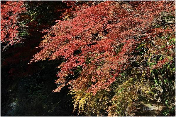 愛知縣豐田市香嵐溪-2023-11-20-46.jpg