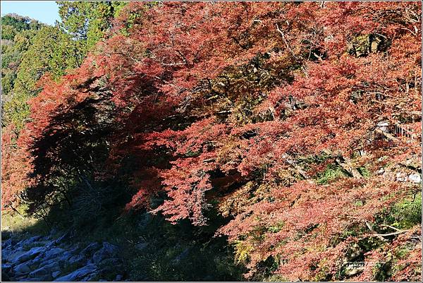 愛知縣豐田市香嵐溪-2023-11-20-48.jpg