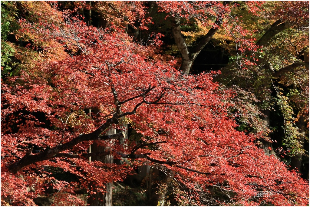 愛知縣豐田市香嵐溪-2023-11-20-51.jpg