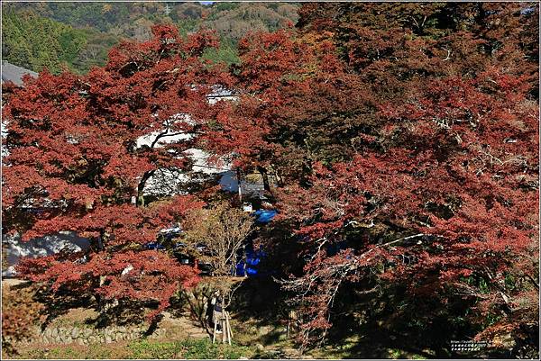 愛知縣豐田市香嵐溪-2023-11-20-62.jpg