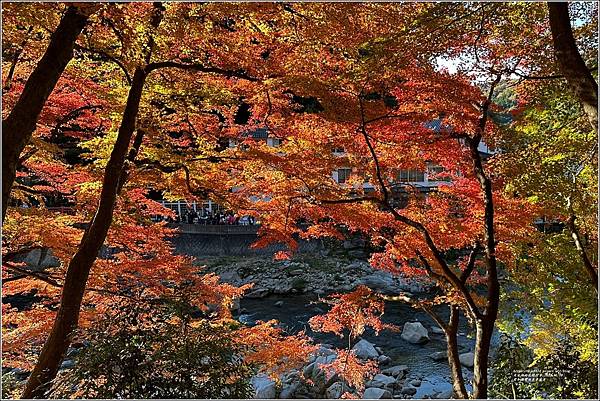 愛知縣豐田市香嵐溪-2023-11-20-71.jpg