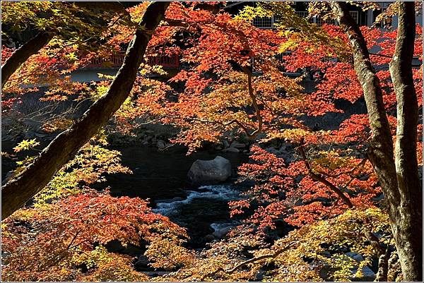 愛知縣豐田市香嵐溪-2023-11-20-70.jpg