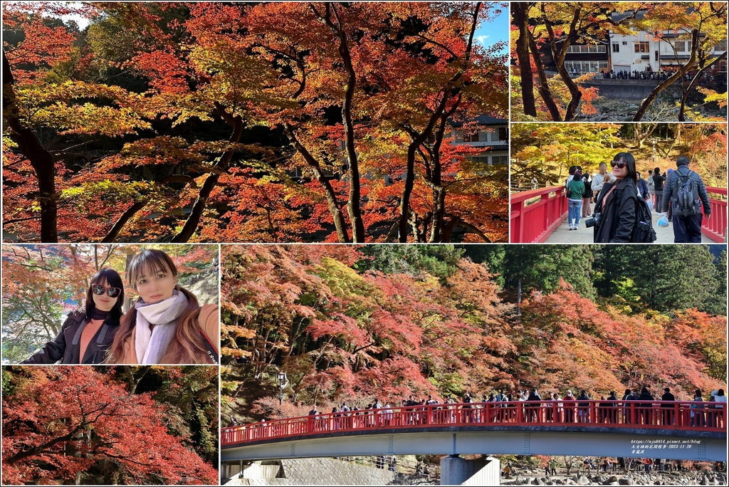 日本,愛知,豐田,日本景點,香嵐溪,賞楓,追楓,愛知景點,豐田景點,待月橋,楓葉,楓樹,日本旅遊