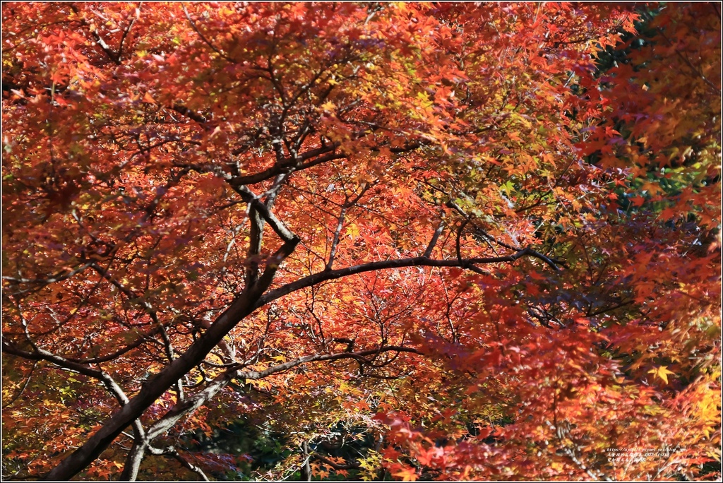 愛知縣犬光市寂光院-2023-11-21-15.jpg 愛知縣犬光市寂光院-2023-11-21-15.jpg