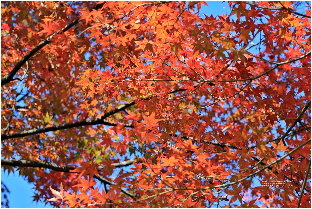 愛知縣犬光市寂光院-2023-11-21-45.jpg 愛知縣犬光市寂光院-2023-11-21-45.jpg