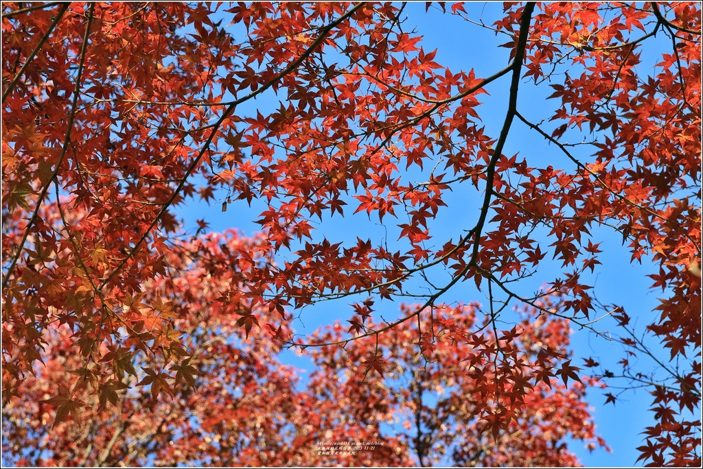 愛知縣犬光市寂光院-2023-11-21-46.jpg 愛知縣犬光市寂光院-2023-11-21-46.jpg