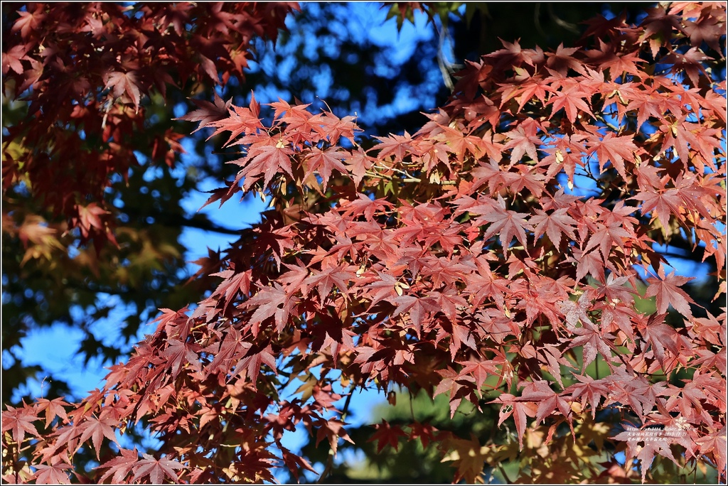 愛知縣犬光市寂光院-2023-11-21-50.jpg 愛知縣犬光市寂光院-2023-11-21-50.jpg