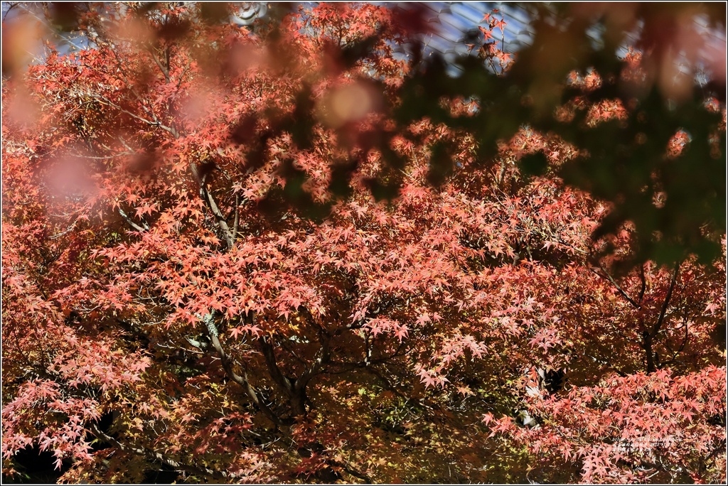 愛知縣犬光市寂光院-2023-11-21-51.jpg 愛知縣犬光市寂光院-2023-11-21-51.jpg