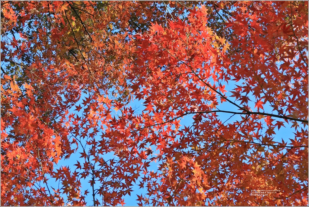 愛知縣犬光市寂光院-2023-11-21-53.jpg 愛知縣犬光市寂光院-2023-11-21-53.jpg