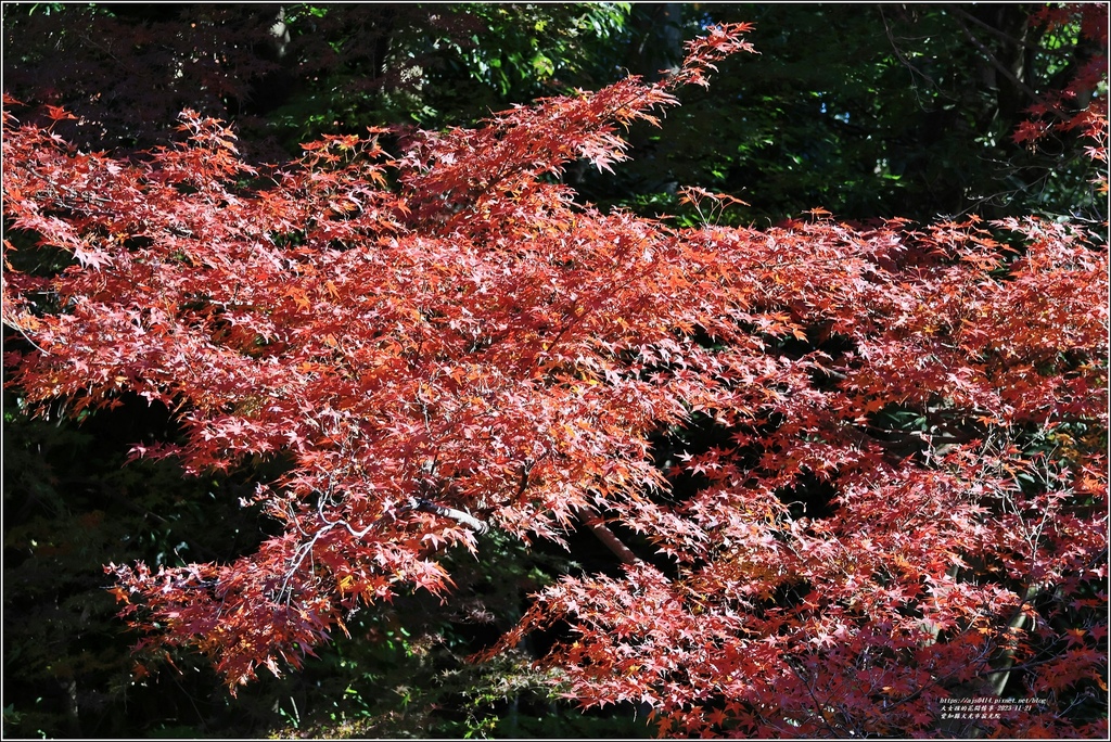 愛知縣犬光市寂光院-2023-11-21-56.jpg 愛知縣犬光市寂光院-2023-11-21-56.jpg