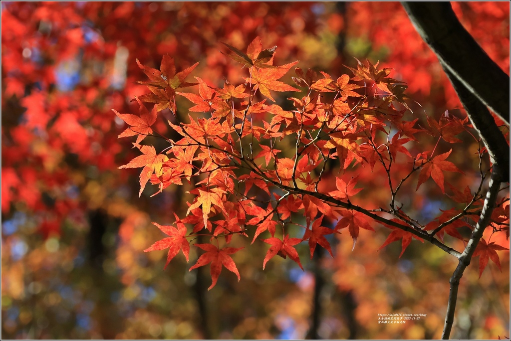 愛知縣犬光市寂光院-2023-11-21-55.jpg 愛知縣犬光市寂光院-2023-11-21-55.jpg