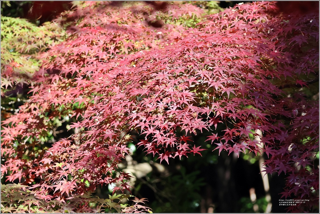 愛知縣犬光市寂光院-2023-11-21-64.jpg 愛知縣犬光市寂光院-2023-11-21-64.jpg