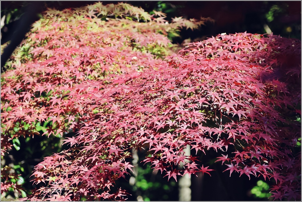 愛知縣犬光市寂光院-2023-11-21-65.jpg 愛知縣犬光市寂光院-2023-11-21-65.jpg