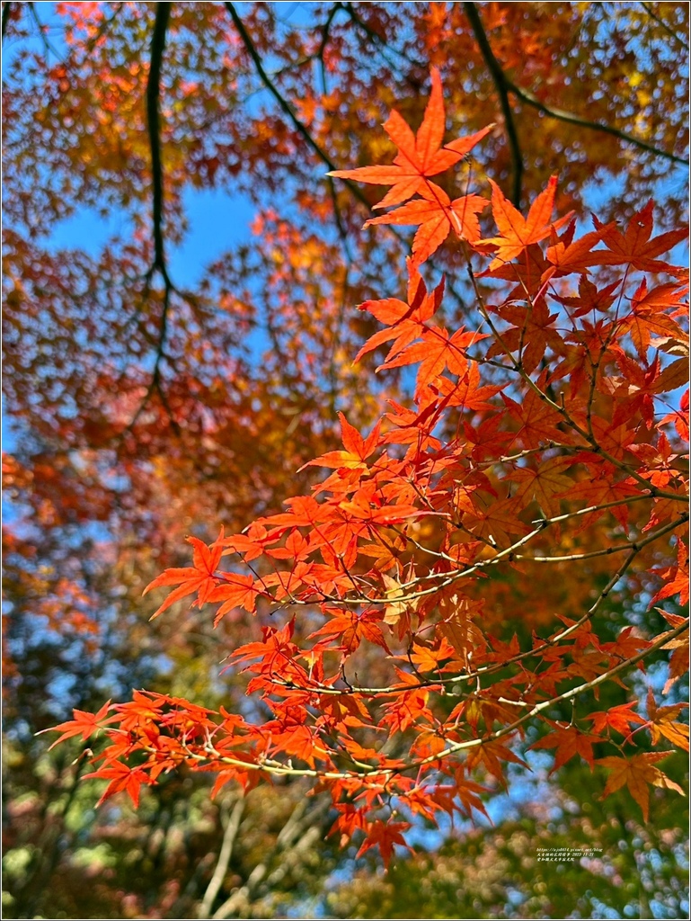愛知縣犬光市寂光院-2023-11-21-92.jpg 愛知縣犬光市寂光院-2023-11-21-92.jpg