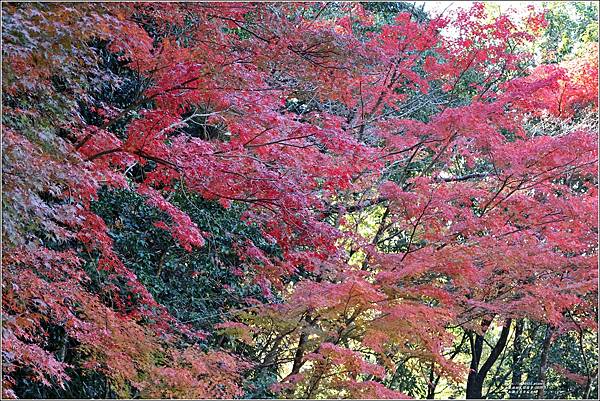 愛知縣犬光市寂光院-2023-11-21-115.jpg