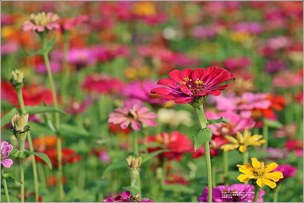 百日草花海-2023-12-26-07.jpg