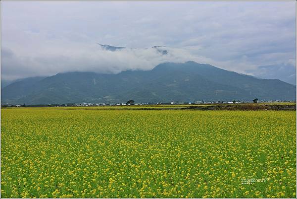 關山油菜花田-2024-01-07-04.jpg