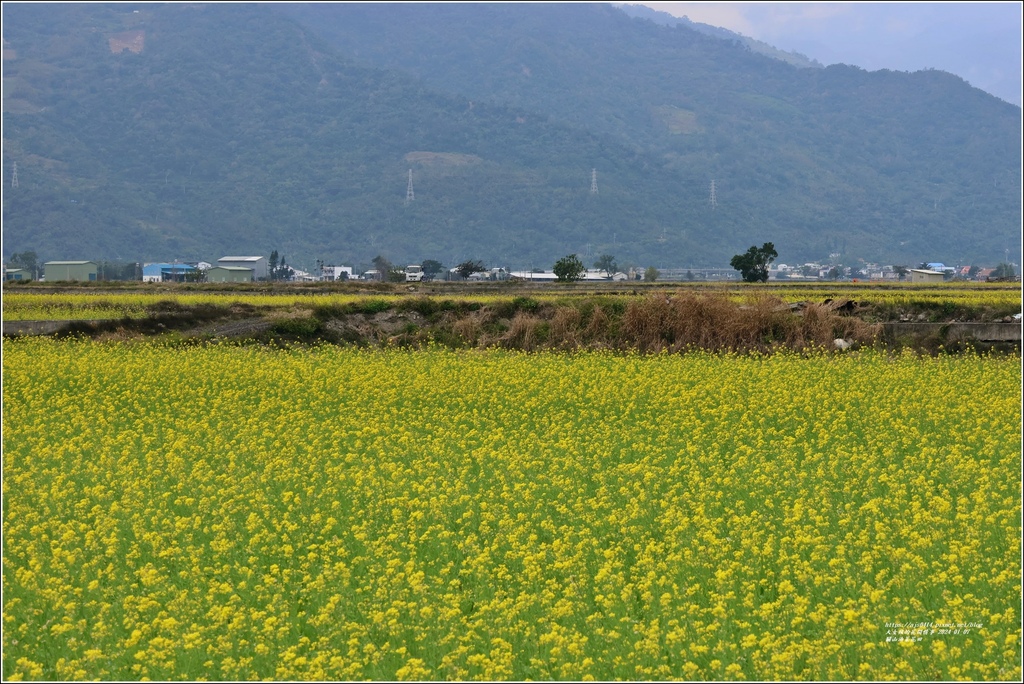 關山油菜花田-2024-01-07-06.jpg