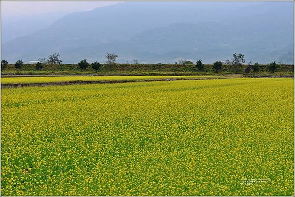 關山油菜花田-2024-01-07-08.jpg