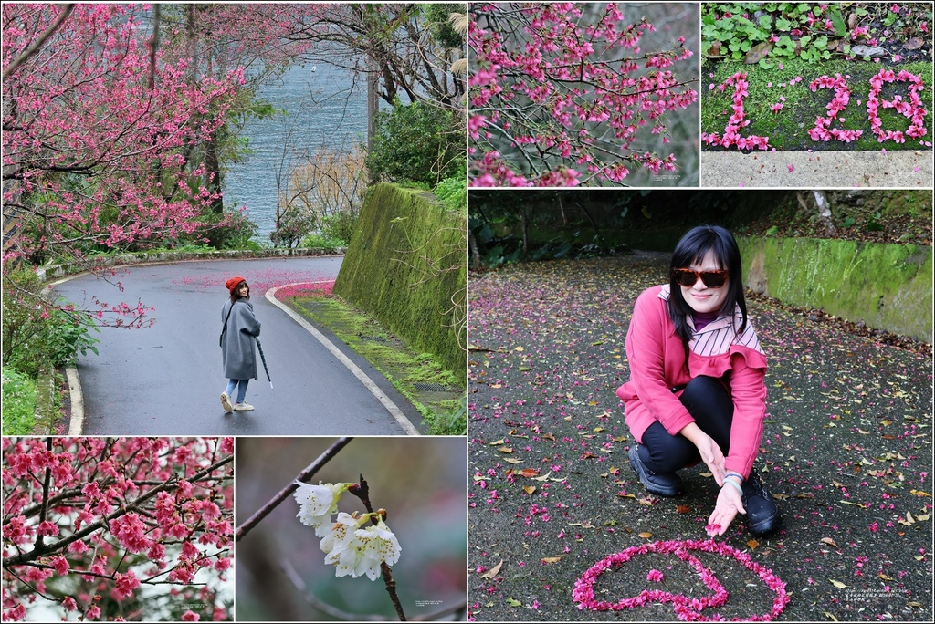 花蓮,壽豐,花蓮景點,壽豐景點,玉山神學院,經國梅園,鯉魚潭,鯉魚潭遊客中心,櫻花,山櫻花,福爾摩沙櫻