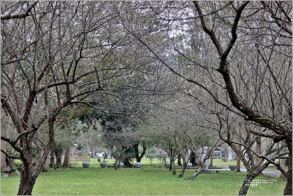 鯉魚潭梅花園-2024-01-28-02.jpg