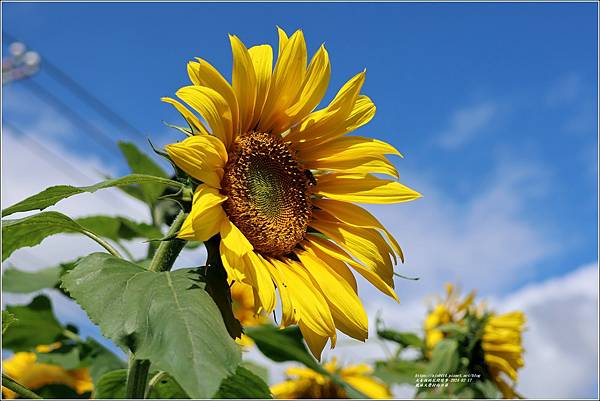 鳳林大榮村向日葵-2024-02-17-02.jpg