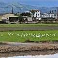 鳳林溪花海-2024-02-17-08.jpg