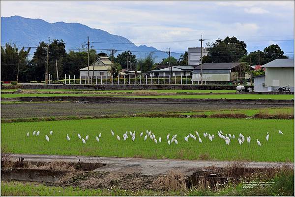 鳳林溪花海-2024-02-17-07.jpg