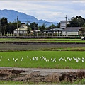 鳳林溪花海-2024-02-17-07.jpg