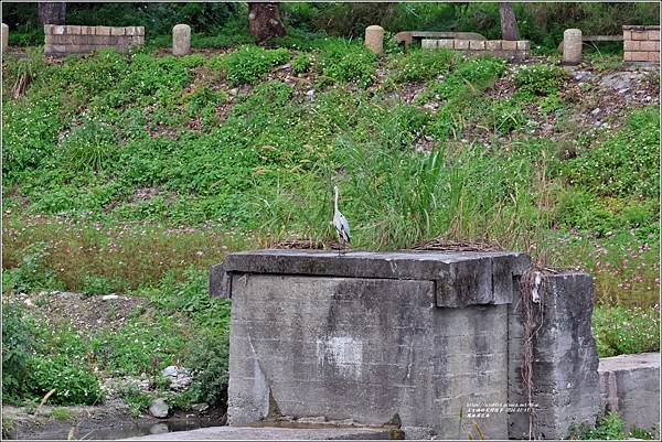 鳳林溪花海-2024-02-17-20.jpg