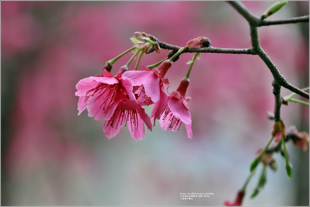 三星國中櫻花-2024-02-04-13.jpg