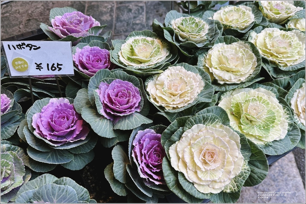 近江町市場-2023-11-18-17.jpg 近江町市場-2023-11-18-17.jpg