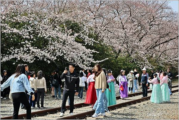 釜山鎮海櫻花季(鎮梅車站)-2024-03-29-11.jpg