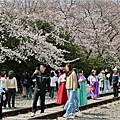 釜山鎮海櫻花季(鎮梅車站)-2024-03-29-11.jpg