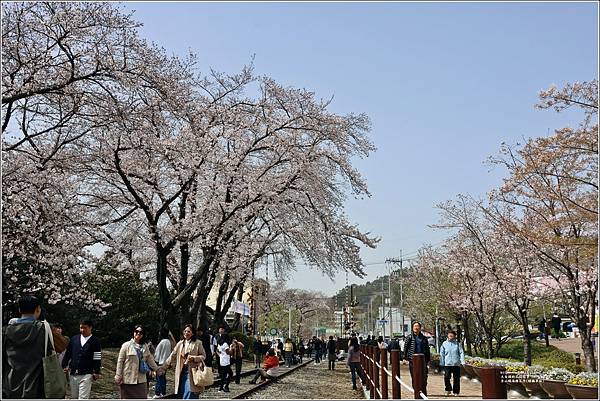 釜山鎮海櫻花季(鎮梅車站)-2024-03-29-17.jpg