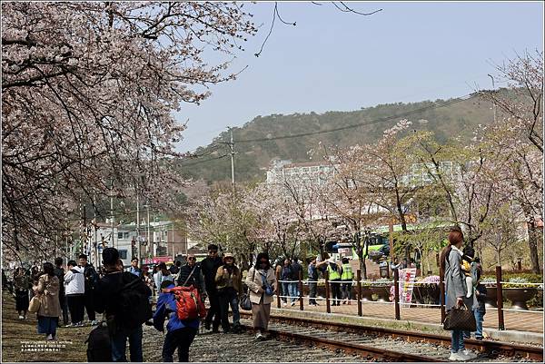 釜山鎮海櫻花季(鎮梅車站)-2024-03-29-21.jpg