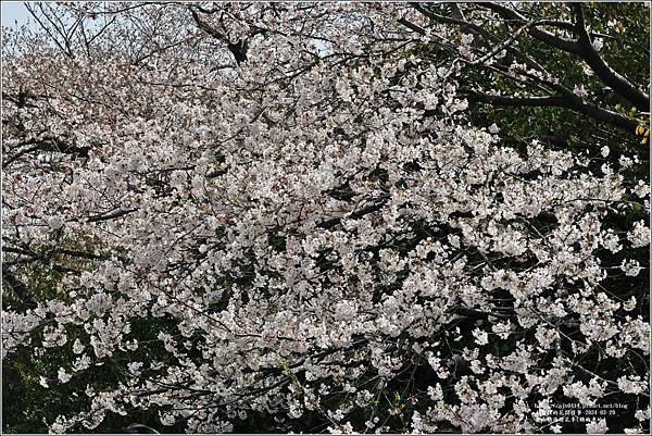 釜山鎮海櫻花季(鎮梅車站)-2024-03-29-23.jpg