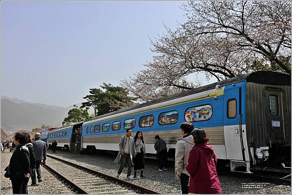 釜山鎮海櫻花季(鎮梅車站)-2024-03-29-28.jpg