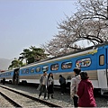 釜山鎮海櫻花季(鎮梅車站)-2024-03-29-28.jpg