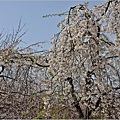 釜山鎮海櫻花季(鎮梅車站)-2024-03-29-30.jpg