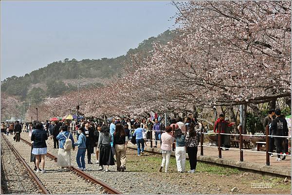 釜山鎮海櫻花季(鎮梅車站)-2024-03-29-42.jpg