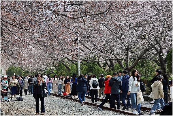 釜山鎮海櫻花季(鎮梅車站)-2024-03-29-44.jpg