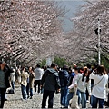 釜山鎮海櫻花季(鎮梅車站)-2024-03-29-43.jpg