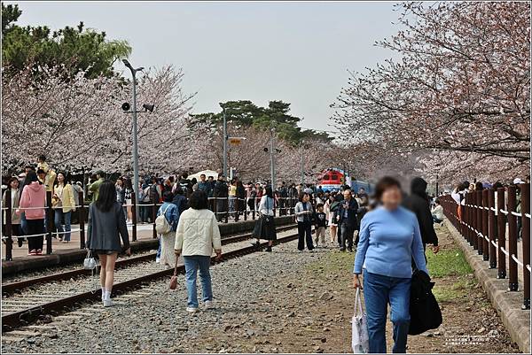 釜山鎮海櫻花季(鎮梅車站)-2024-03-29-45.jpg