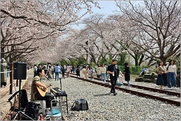 釜山鎮海櫻花季(鎮梅車站)-2024-03-29-48.jpg