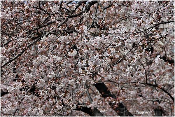 釜山鎮海櫻花季(鎮梅車站)-2024-03-29-51.jpg