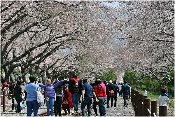 釜山鎮海櫻花季(鎮梅車站)-2024-03-29-52.jpg