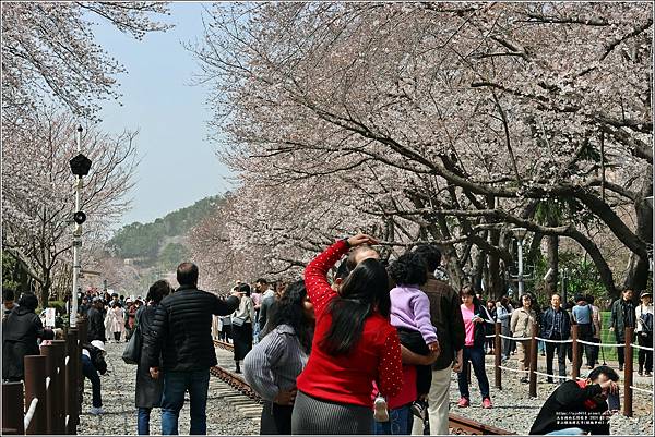 釜山鎮海櫻花季(鎮梅車站)-2024-03-29-54.jpg